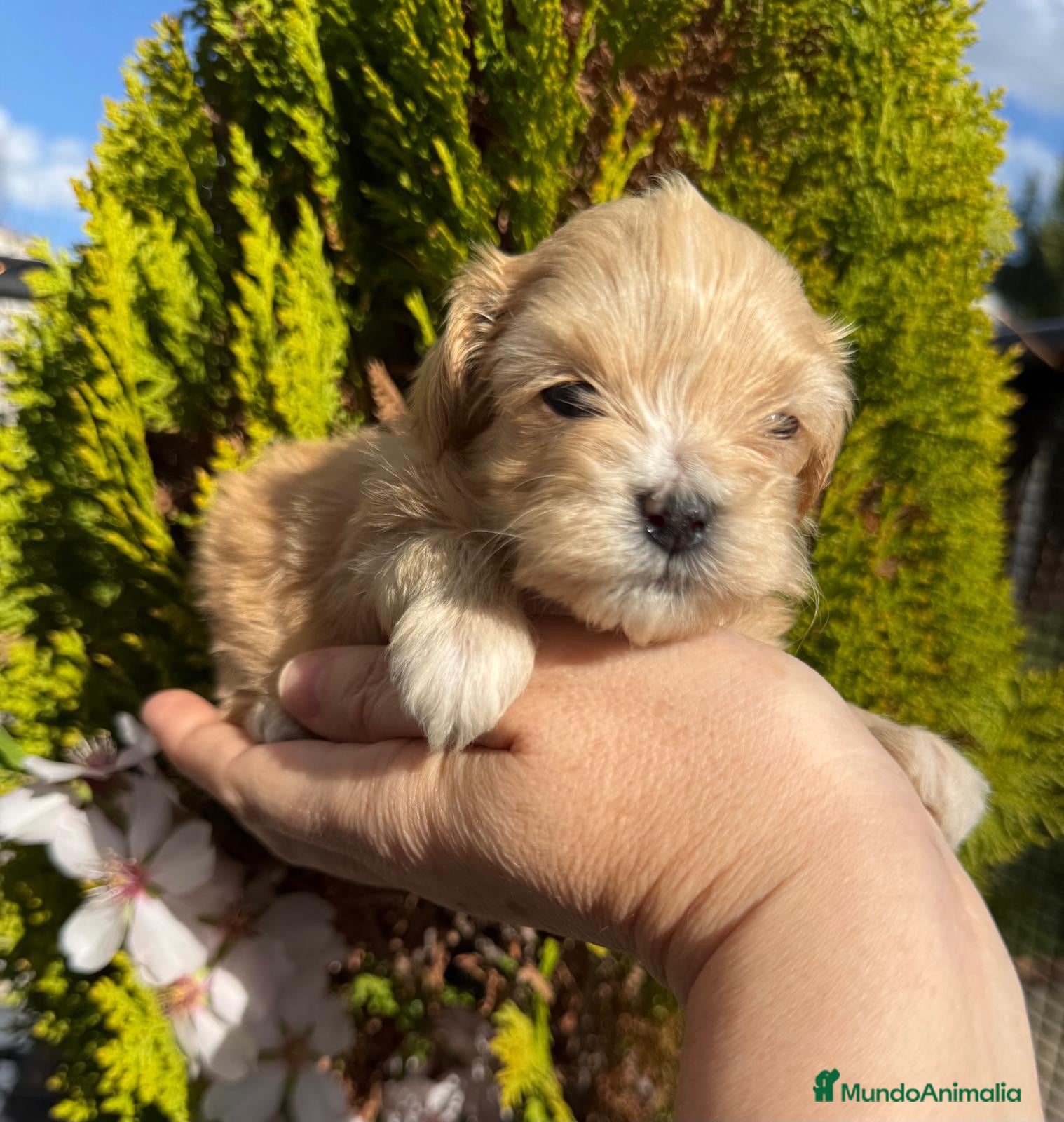 Maltipoo perros Maltipoo TOY hembra y macho disponible!! - Anuncio 1