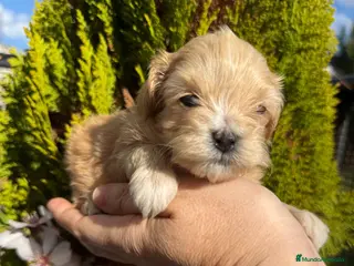 Maltipoo perros Maltipoo TOY hembra y macho disponible!! - Anuncio 1