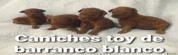 Caniche Toy perros en venta: Caniches toys 50% asiaticos con pedigree - Anuncio 4