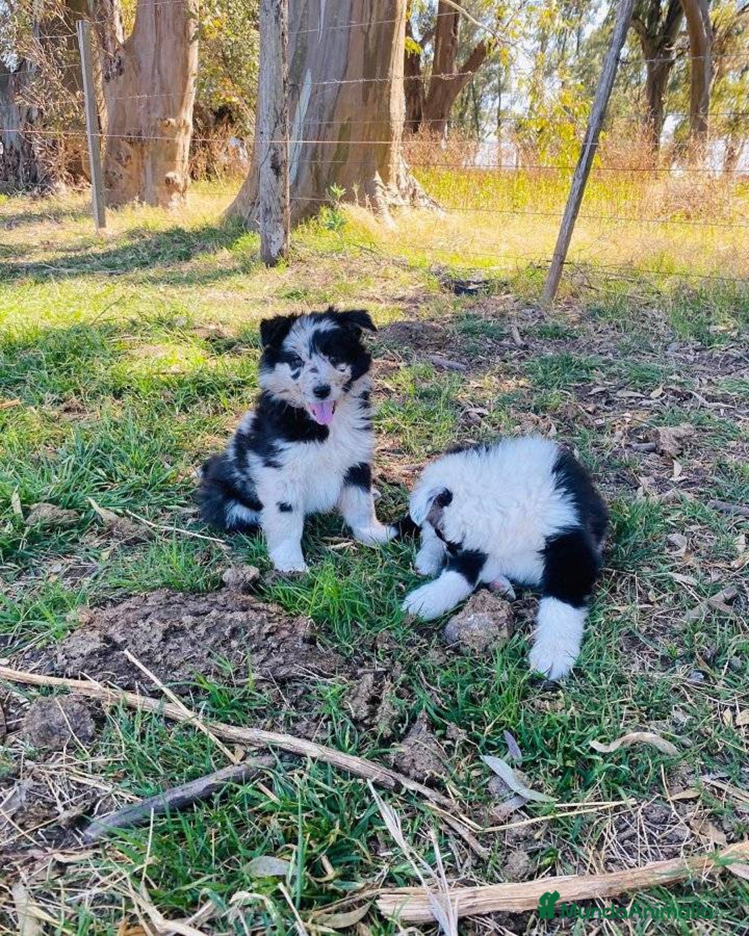 Border Collie perros en venta: Border collie cachorritos - Anuncio 3