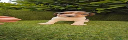 Beagle perros en venta: camada de beagles tricolor  - Anuncio 7