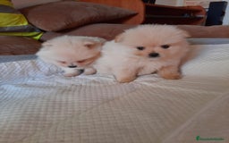 Pomerania perros en venta: Pomerania  - Anuncio 4