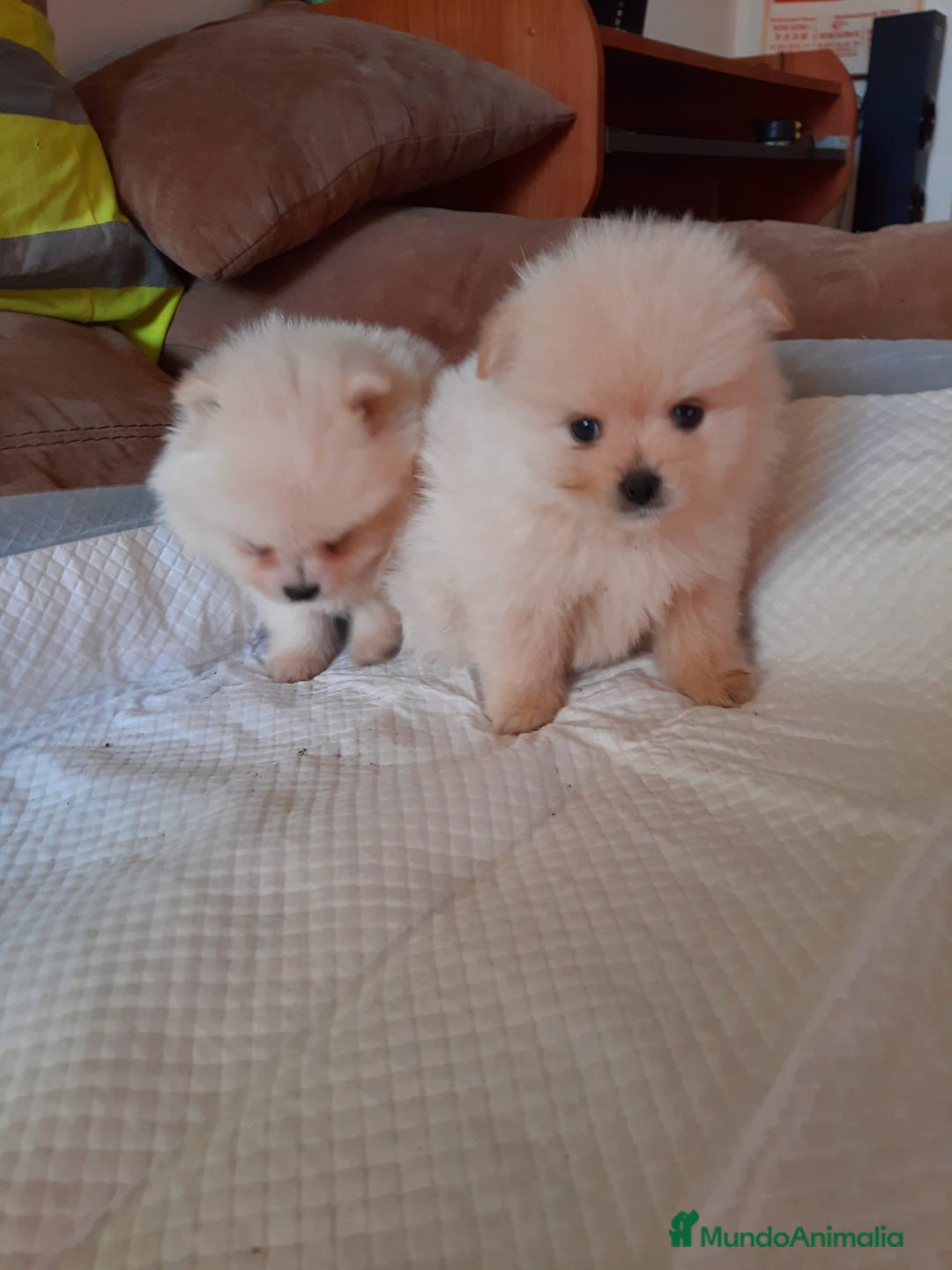 Pomerania perros en venta: Pomerania  - Anuncio 4