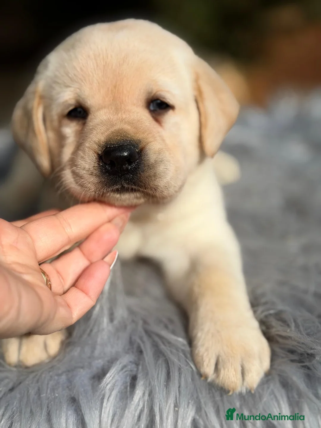Labrador Retriever perros en venta: LABRADOR RETRIEVER  - Anuncio 7