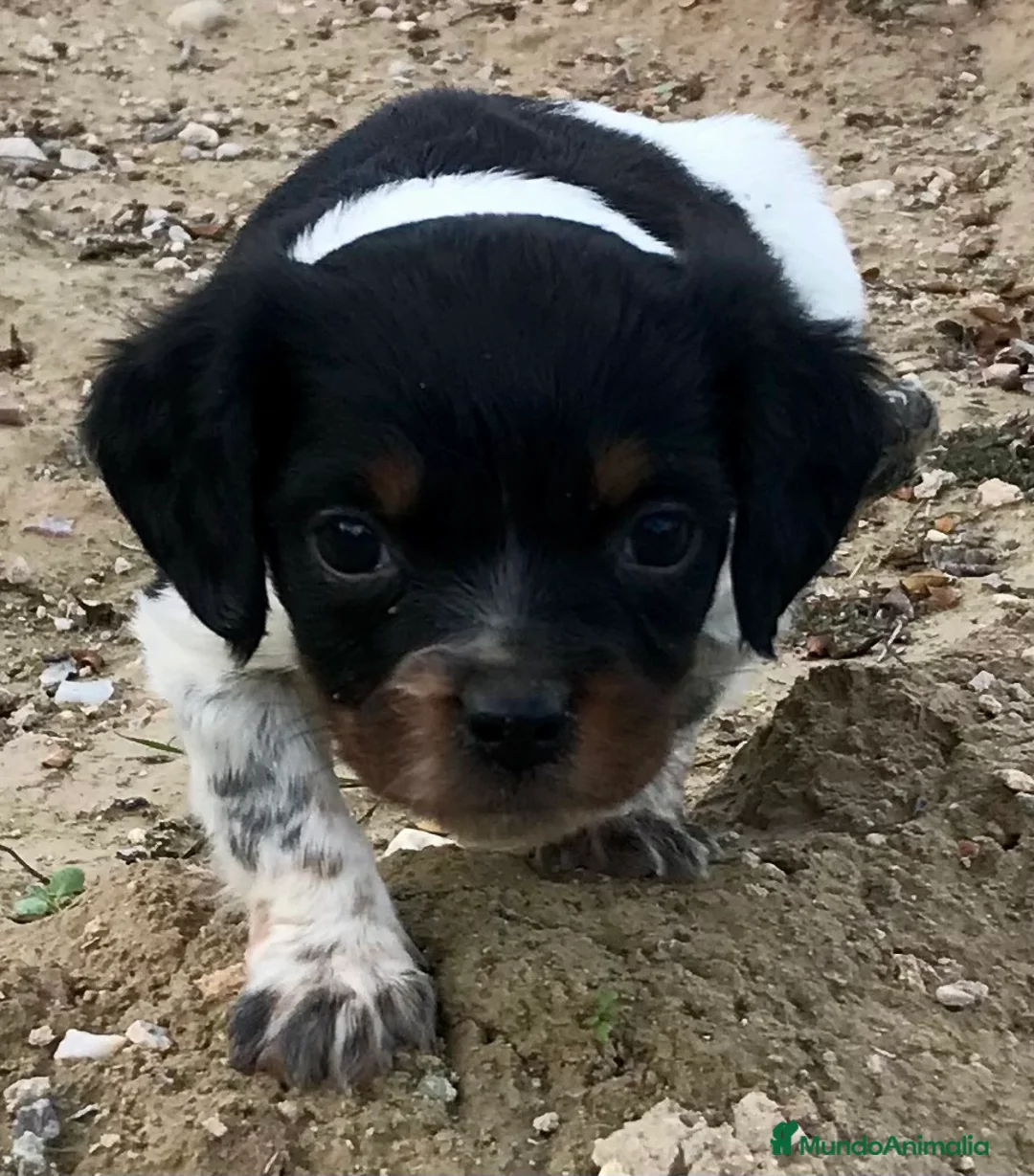 Épagneul Breton perros en venta: Epagneul Bretón  - Anuncio 5