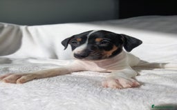 Ratonero Bodeguero Andaluz perros en venta: BODEGUEROS - Anuncio 4