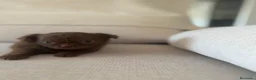 Chihuahua perros en venta: Chihuahua hembra pelo largo chocolate  - Anuncio 9