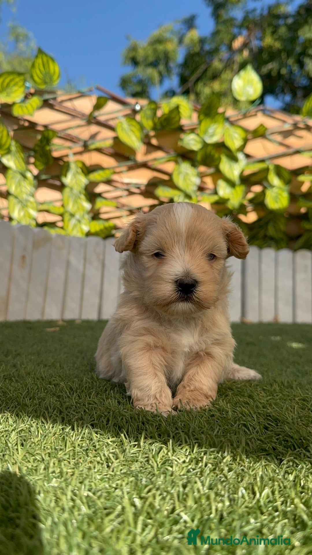 Maltipoo perros en venta: MALTIPOO MACHO - Imagen 28
