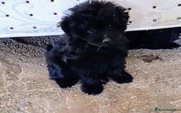 Caniche Enano perros en venta: **OFERTA AGOSTO** MACHITO POMAPOO, PELO BRILLANTE - Imagen 1