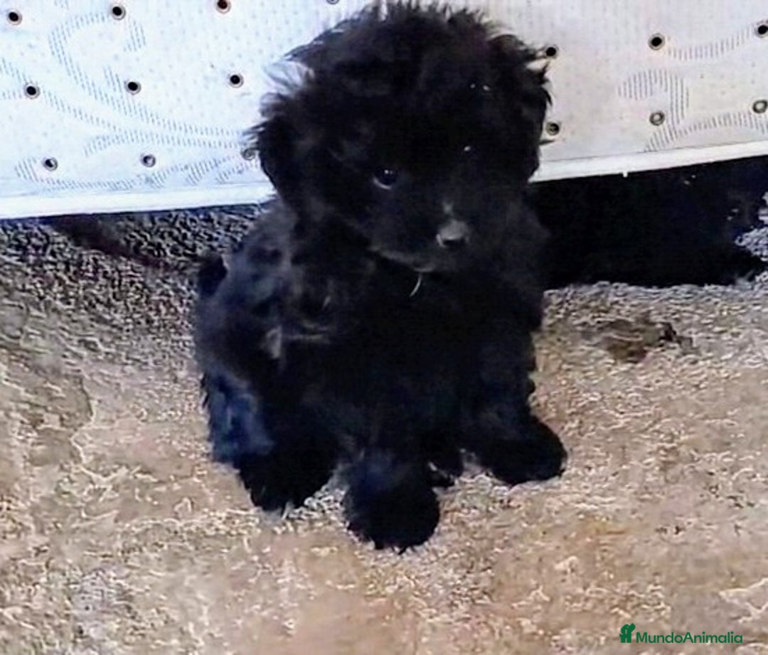 Caniche Enano perros en venta: **OFERTA AGOSTO** MACHITO POMAPOO, PELO BRILLANTE - Imagen 1