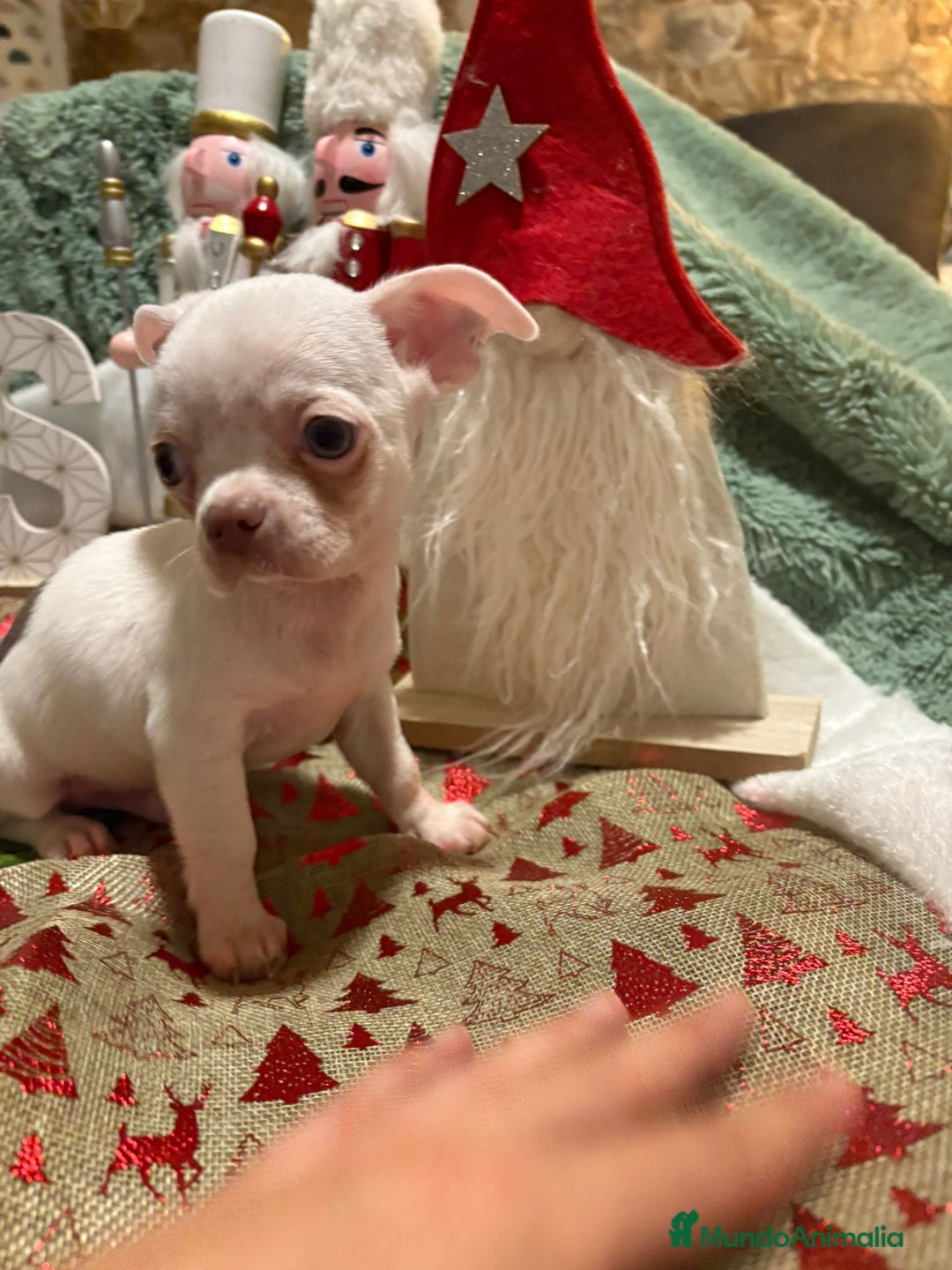 Chihuahua perros en venta: Chihuahua mini toy blanco  - Anuncio 9