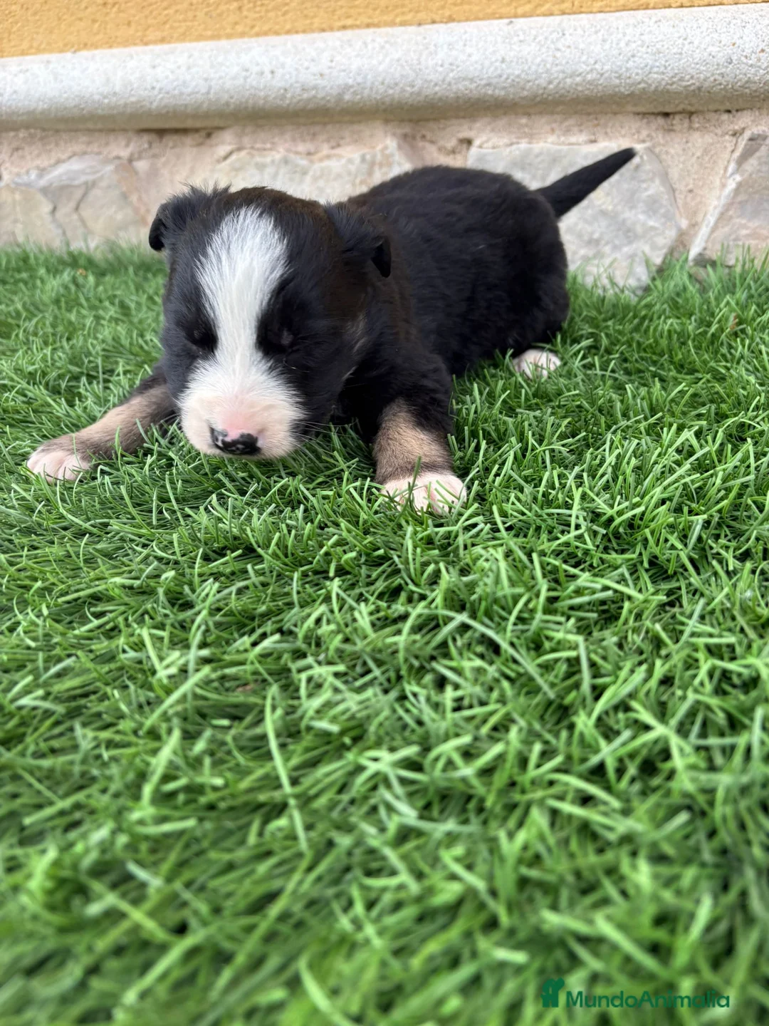 Border Collie perros en venta: Impresionantes Border Collie varios colores  - Anuncio 12