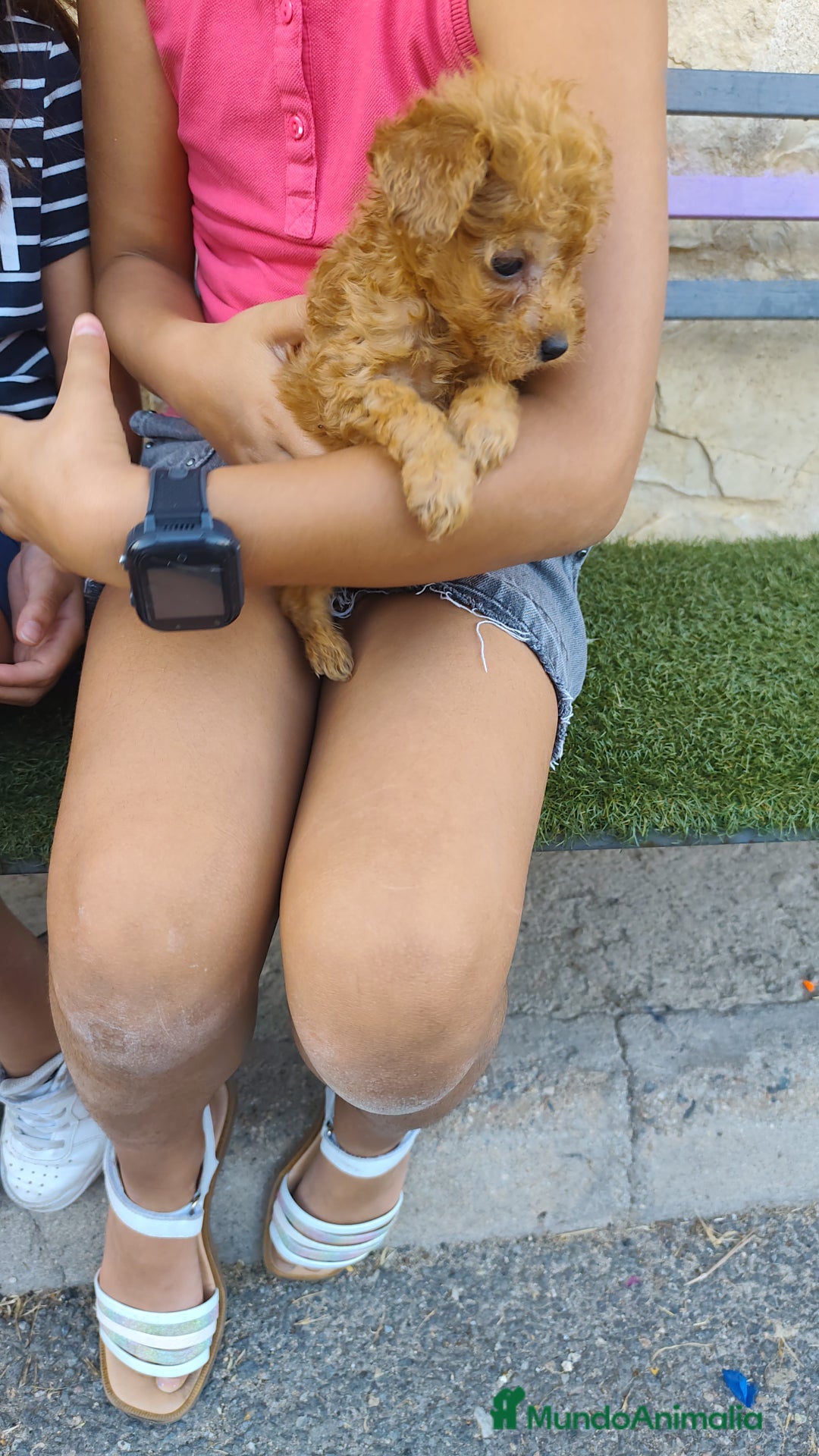 Caniche Toy perros en venta: Cachorro camada caniche rojo toy - Imagen 11