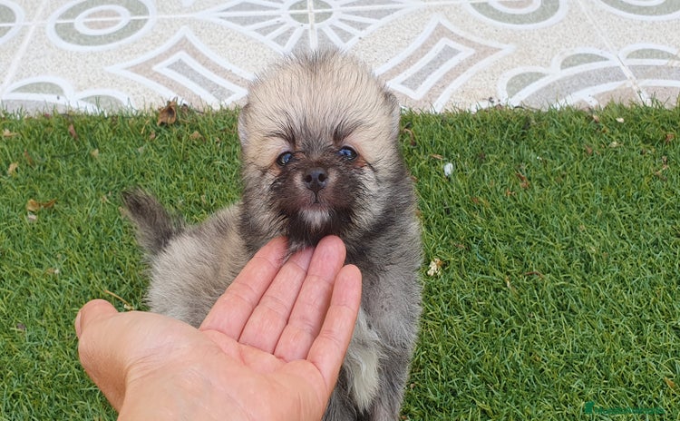 Pomerania perros - Anuncio 8