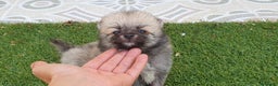 Pomerania perros en venta: Pomerania Cachorros Mini - Anuncio 1