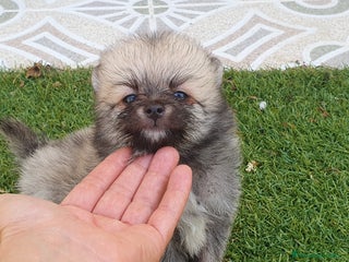 Pomerania perros - Anuncio 26