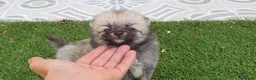 Pomerania perros en venta: Pomerania Cachorros Mini - Anuncio 1