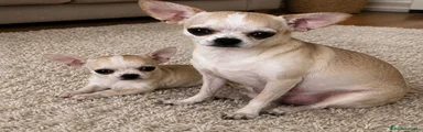 Ratón