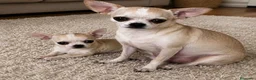 Chihuahua perros en venta: Cachorritos chihuahua toy - Anuncio 2