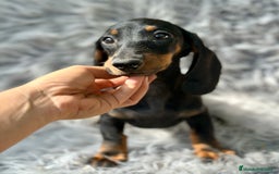 Teckel Miniatura perros en venta: TECKEL MINIATURA CAMADA DISPONIBLE - Imagen 11