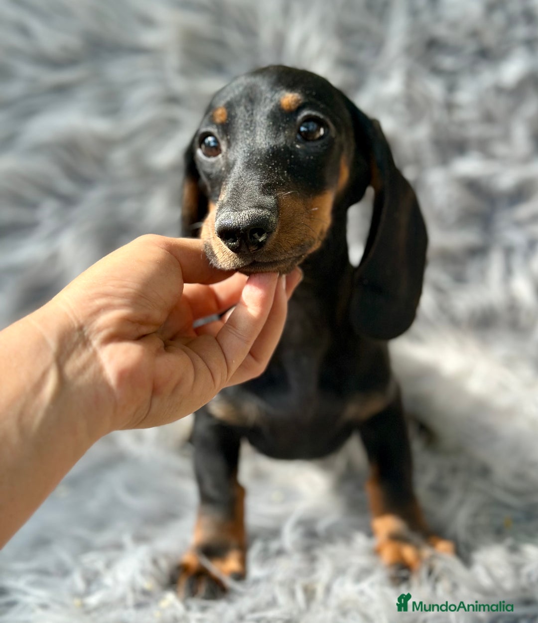 Teckel Miniatura perros en venta: TECKEL MINIATURA CAMADA DISPONIBLE - Imagen 11
