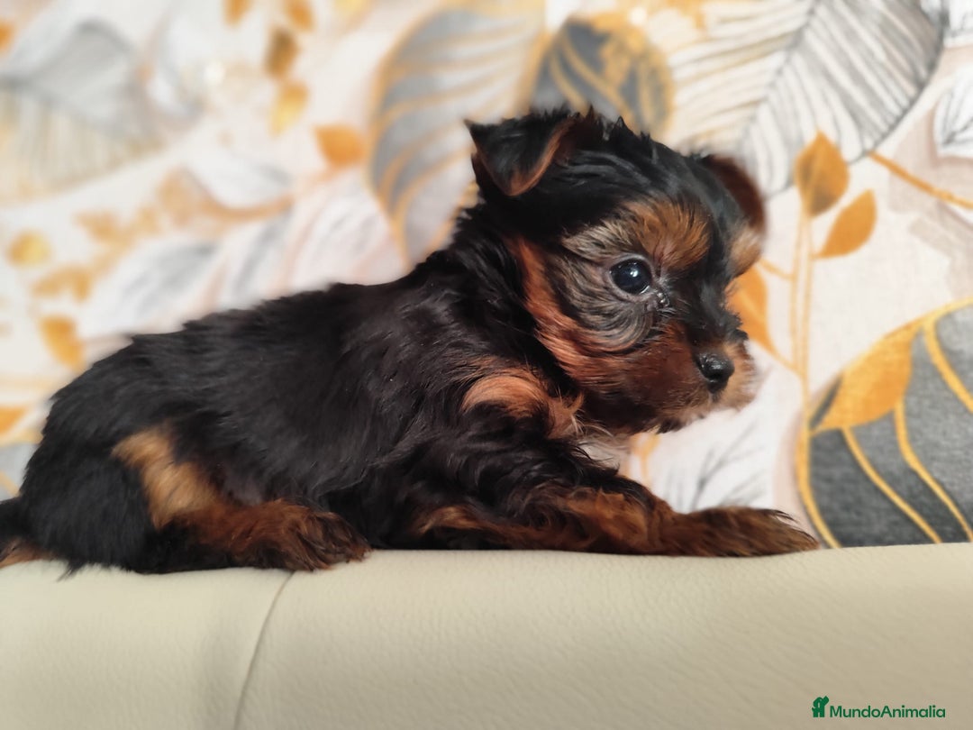 Yorkshire Terrier perros en venta: Yorkshire terrier toy - Anuncio 9