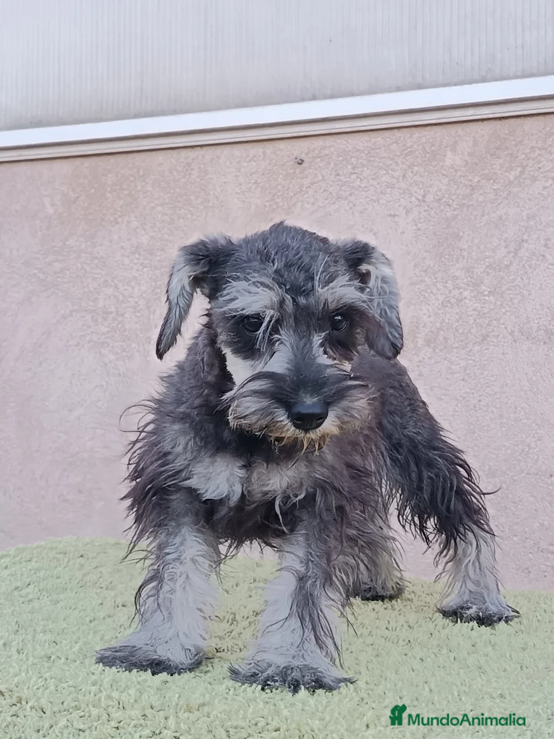 Schnauzer Miniatura perros en venta: Schnauzer miniatura - Anuncio 5