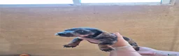 Teckel Miniatura perros en venta: Impresionantes Teckel arlequines minis  - Anuncio 4