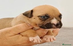 American Bully perros en venta: Cachorros de American Bully - Imagen 3