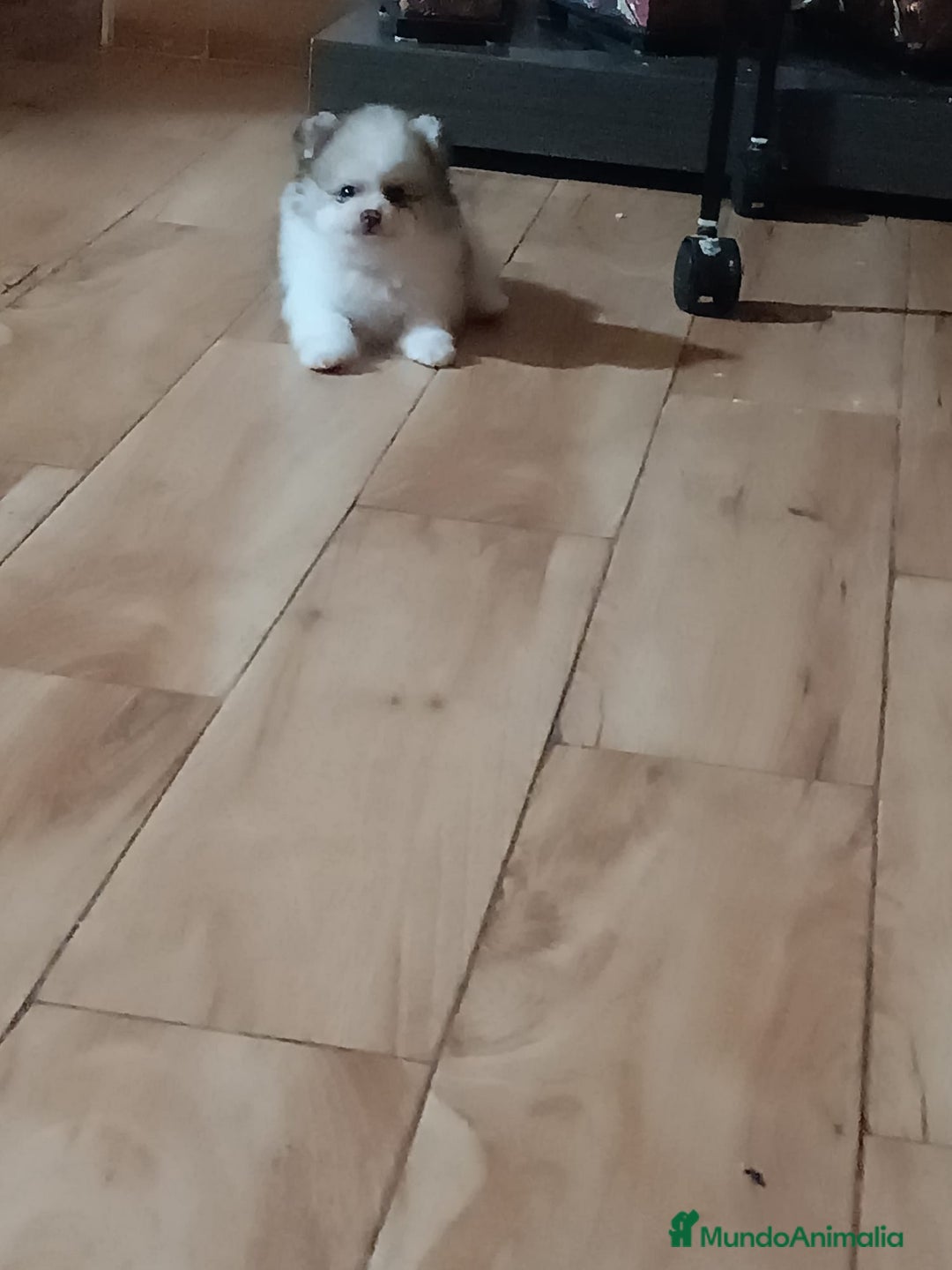 Pomerania perros en venta: Pomerania toy - Imagen 2