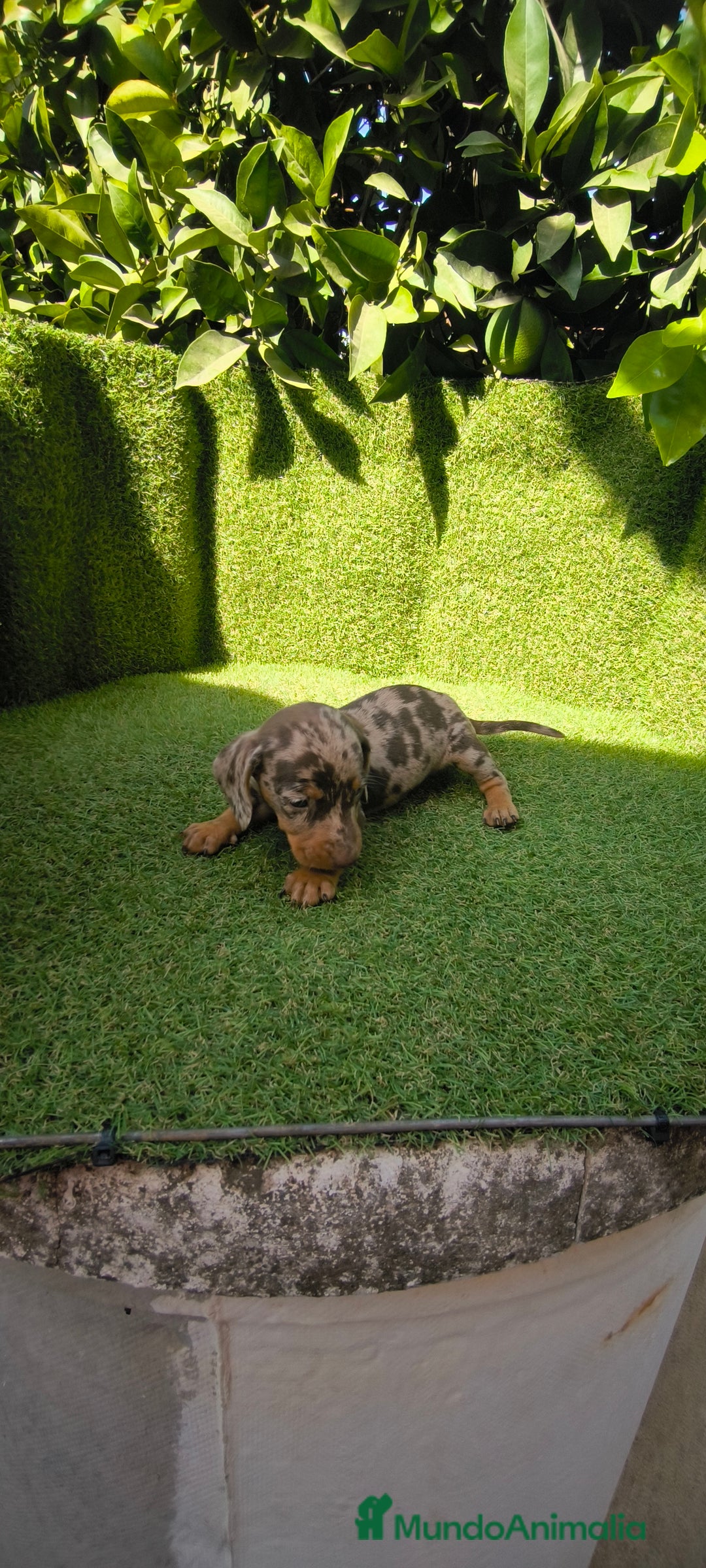 Teckel Miniatura perros en venta: camada teckel canichen muy pequeños  - Imagen 22