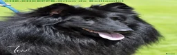 Pastor Belga Groenendael perros en venta: Pastor Belga groenendael cachorros machos  - Anuncio 6