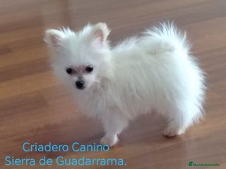 Otras razas perros en Segovia - Anuncio 2