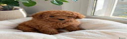 Caniche Toy perros en venta: CANICHE MACHO EXCLUSIVO  - Anuncio 2