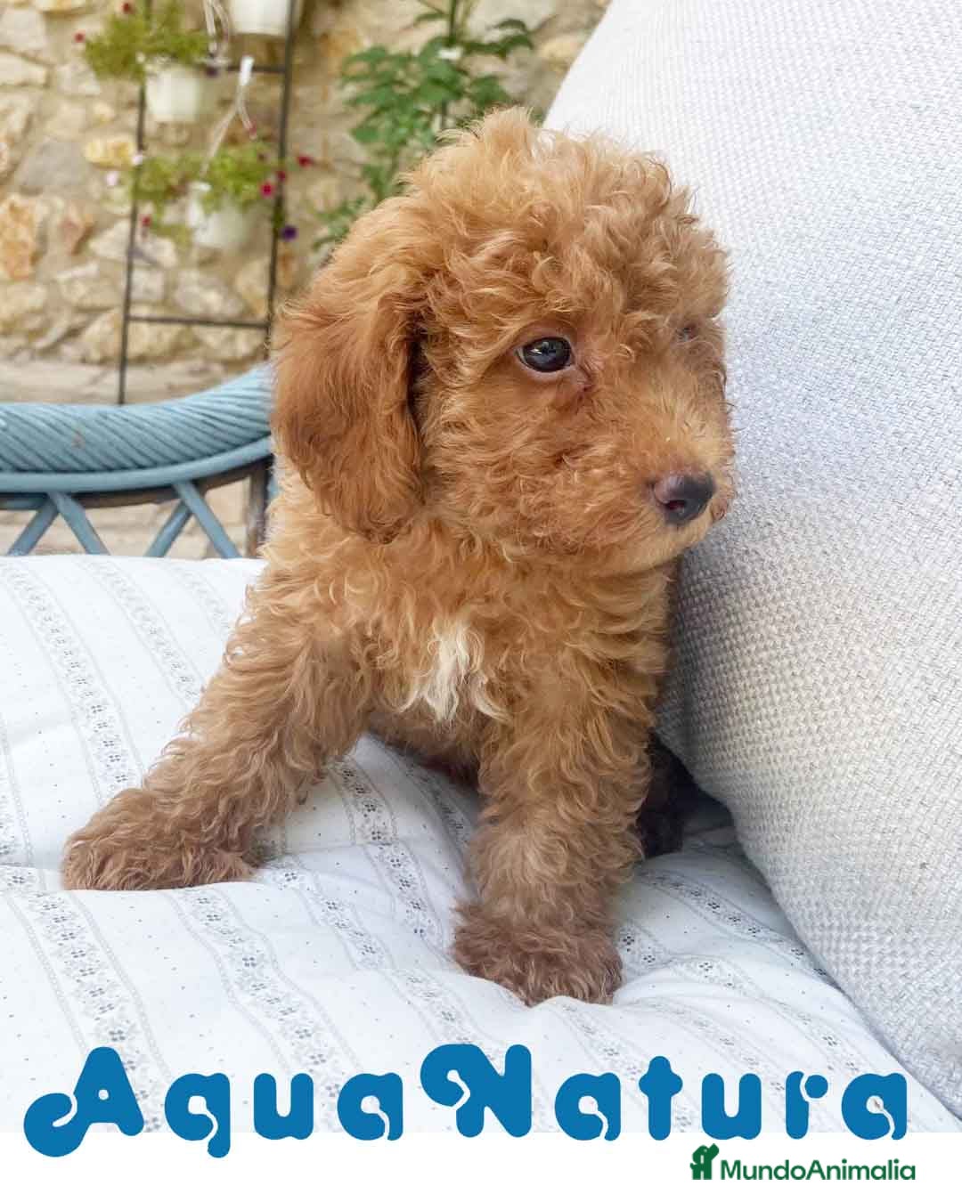 Caniche Toy perros Caniche Macho de Barbie y Can 6151 - AQUANATURA en Barcelona - Anuncio 2