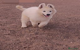 Pastor Blanco Suizo perros en venta: Pastor Blanco Suizo  - Anuncio 1