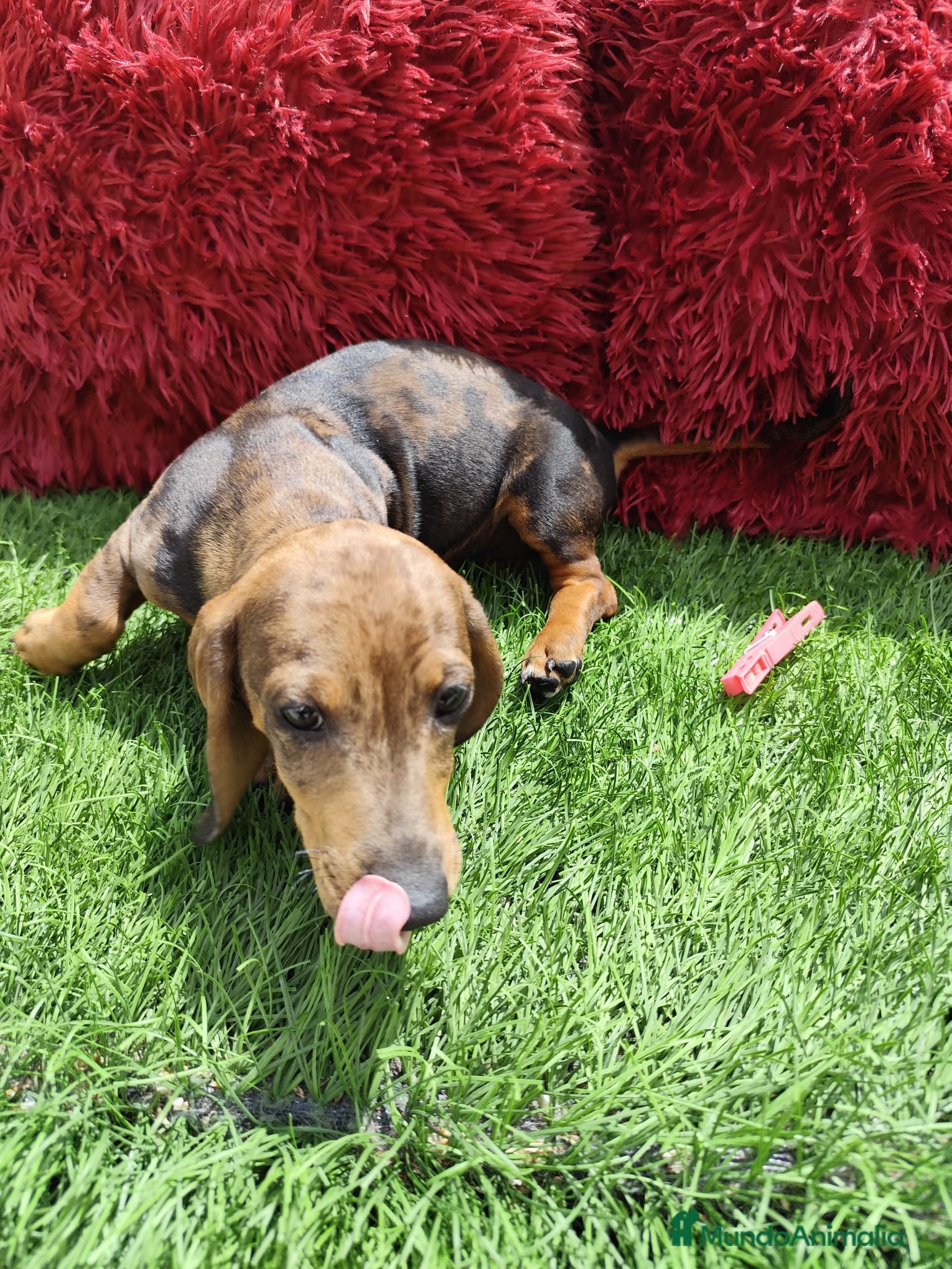 Teckel Miniatura perros en venta: Teckel Miniatura merle en Alicante - Anuncio 15