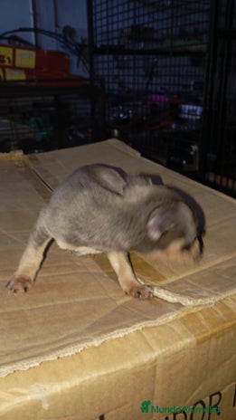 Ratón de Praga perros en Sevilla - Anuncio 14