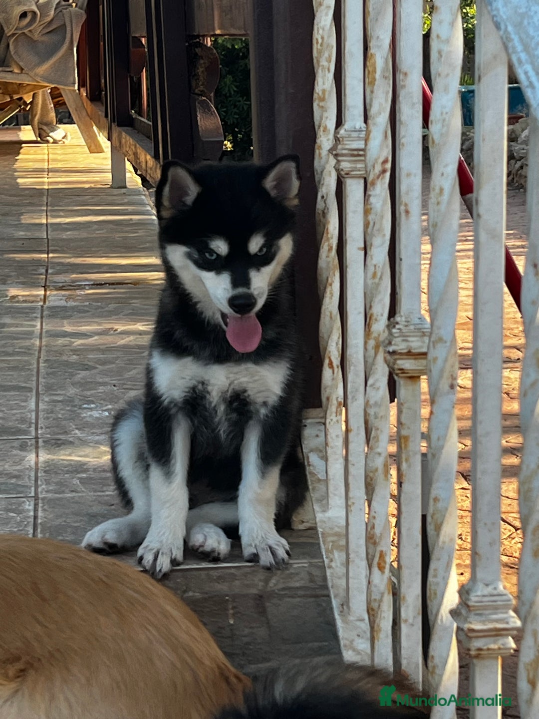 Pomsky perros en venta: Pomsky miniatura f4 - Imagen 5