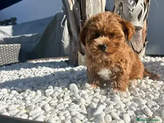 Maltipoo perros Maltipoo mini - Anuncio 31