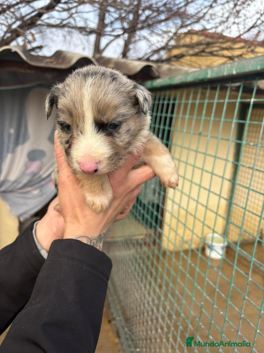 Border Collie perros en venta: Cachorro Macho Border Collie merle - Anuncio 13