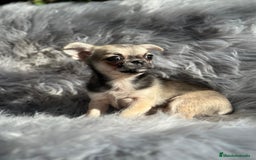 Chihuahua perros en venta: CHIHUAHUA MACHO DISPONIBLE - Anuncio 5