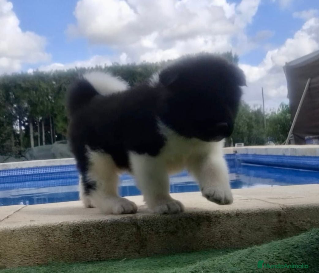 Akita Inu perros Akita Inu  - Anuncio 1