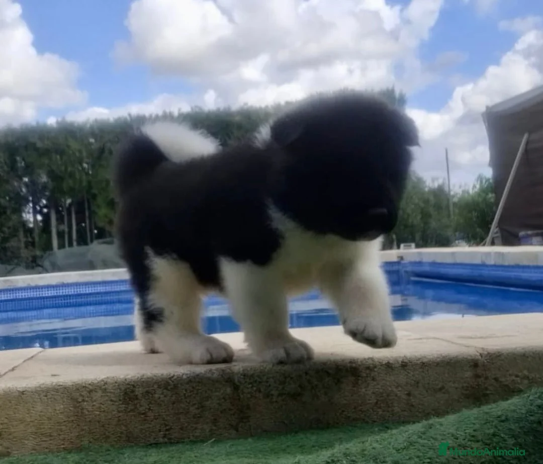 Akita Inu perros en venta: Akita Inu  - Anuncio 1
