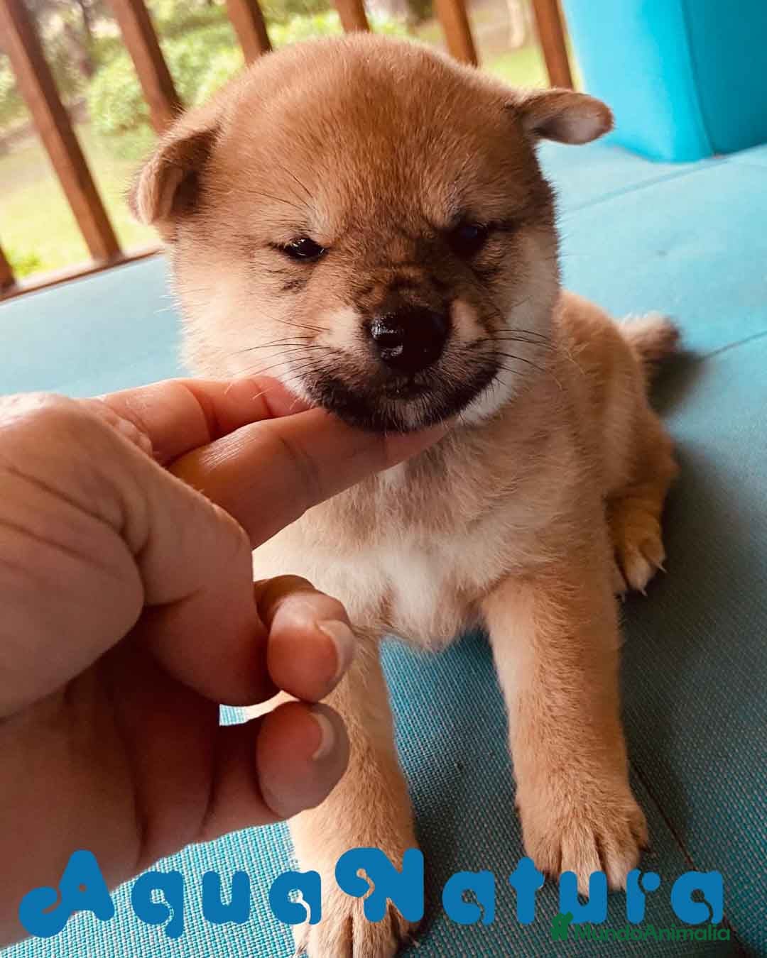 Shiba Inu perros Shiba Inu Hembra 3 de Magy - AQUANATURA en Barcelona - Anuncio 2