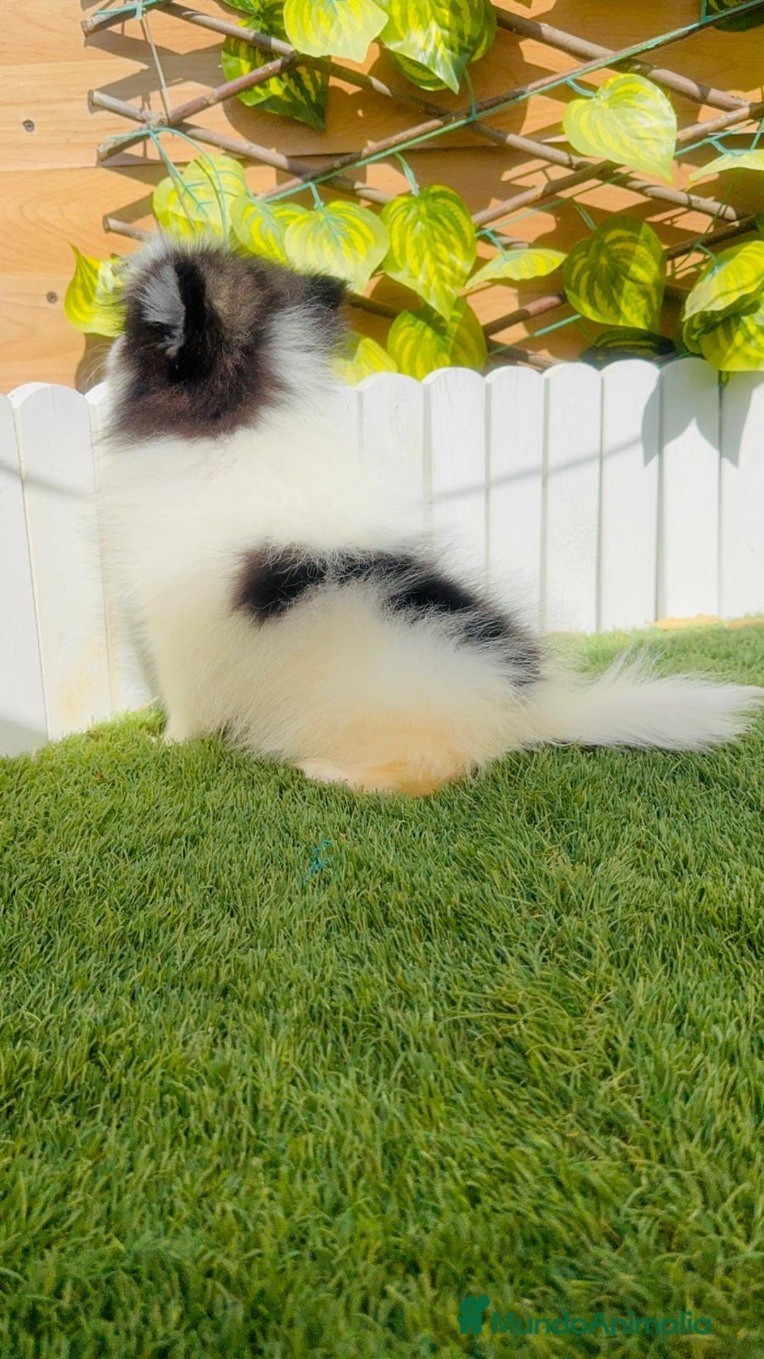 Pomerania perros en venta: POMERANIA HEMBRA ENVIOS A TODA ESPAÑA - Imagen 9