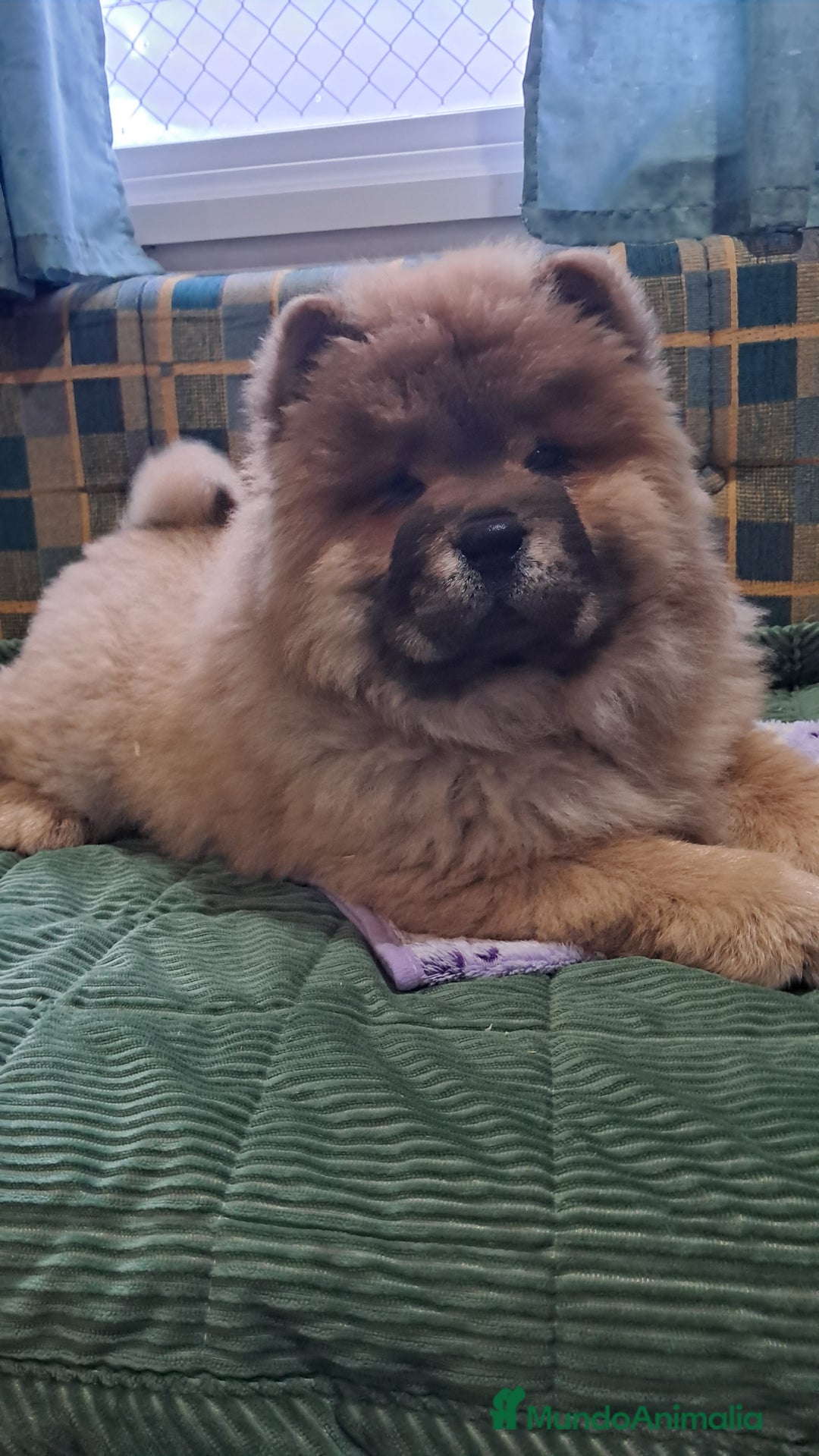 Chow Chow perros en venta: Bebés Chow Chow  - Anuncio 1