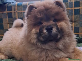 Chow Chow perros Bebés Chow Chow - Anuncio 1