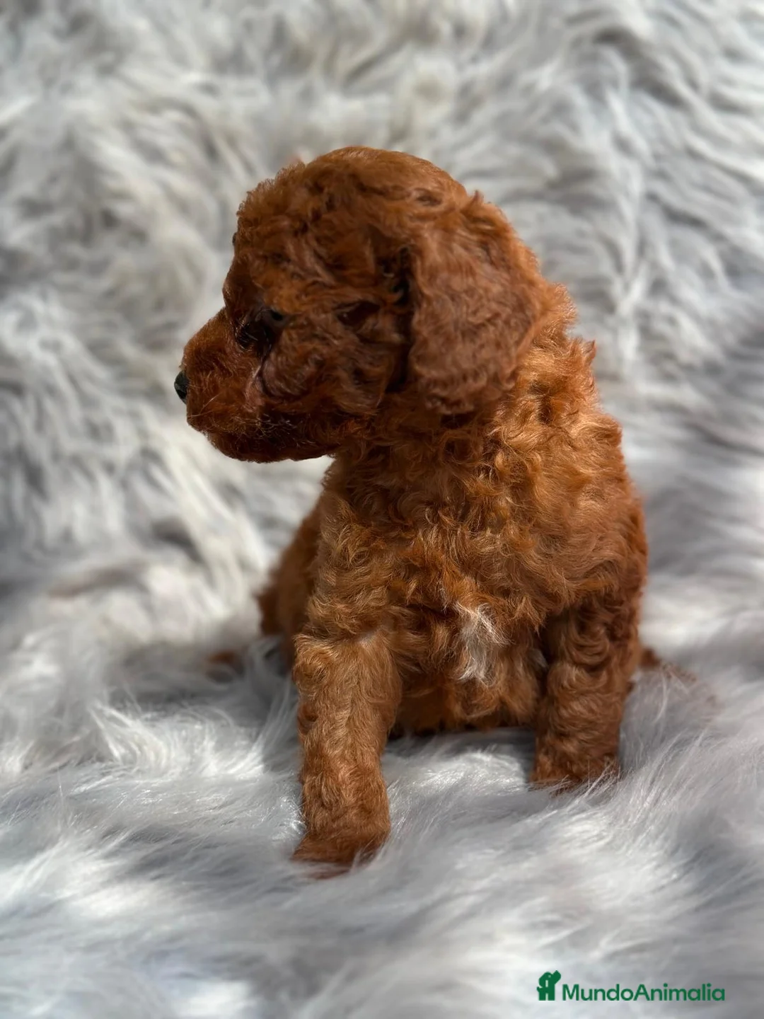Caniche Toy perros en venta: Caniche TOY pimentón  en Barcelona - Anuncio 2
