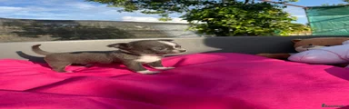 Chihuahua Cachorro 2